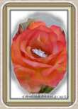 rose ring 2